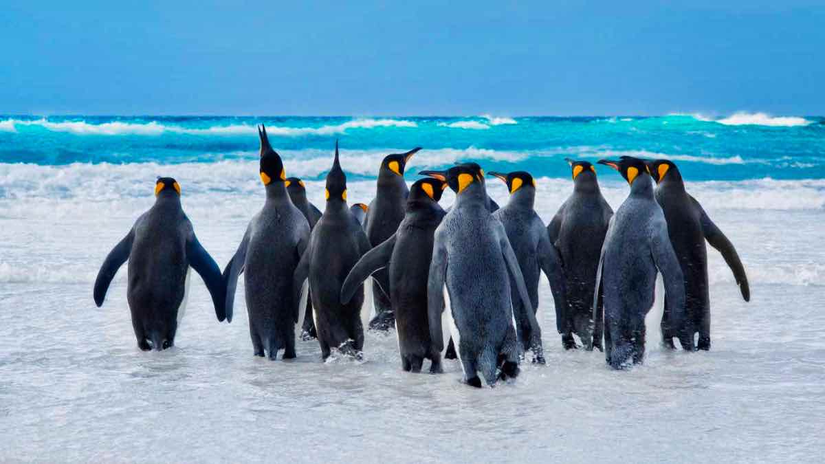 PenguinWorld